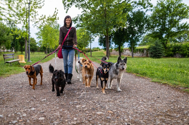 How much dog walkers make?