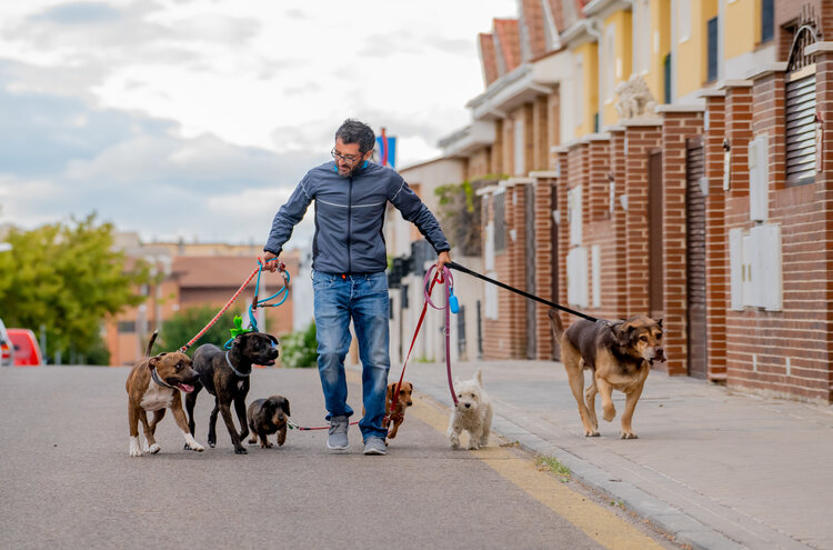 how do you become a professional dog walker