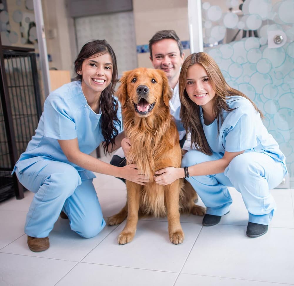 The 3-Step Guide to Local Marketing for Pet Services Businesses